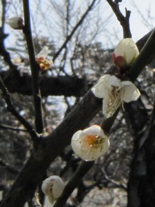 小田原城にも春が来ました
