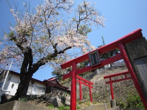 浅虫温泉 稲荷神社の桜