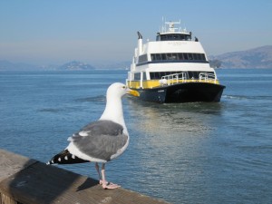 サンフランシスコ湾 クルージング船