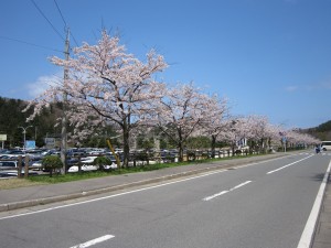 浅虫水族館 桜並木