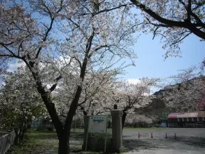 青森市立浅虫小学校 校庭の桜がきれいですね