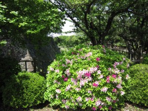 名古屋城 ゴールデンウィークだともう桜は終わりですね