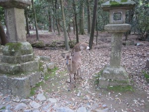 奈良公園の鹿 その1