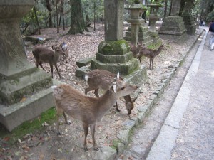 奈良公園の鹿 その2