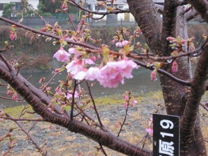 早くも河津桜が咲きかけていました 伊豆急行線 河津駅付近にて