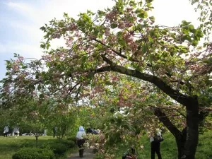 秩父 羊山公園 ここは芝桜だけじゃなくて本物の桜も見れるそうです