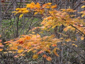奥日光 湯元温泉にて この日は紅葉がきれいでした