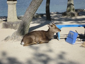 広島 宮島の鹿 餌をやったり触ったりしないでください
