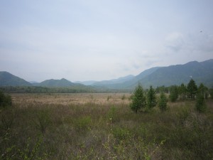 日光国立公園 戦場ヶ原 新緑のシーズンに展望台から大湿原を眺める