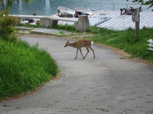 日光国立公園 中禅寺湖 野生の鹿がいました