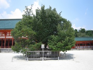 京都 平安神宮 左近の桜