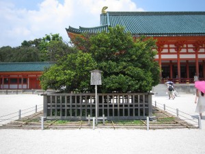京都 平安神宮 右近の橘