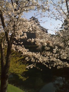 熊本城 前回行った時の宇土櫓 桜がきれいでした