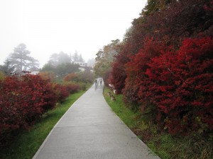 秩父 三峯山駐車場から三峯神社 三つ柱鳥居までの道 紅葉がきれいです