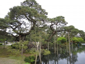 金沢 兼六園 唐崎松 霞ヶ池に面しています
