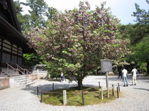 金沢 尾山神社 菊桜