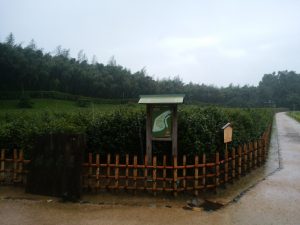 岡山後楽園 茶畑