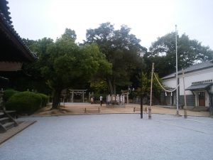 阿知神社 菅原神社、護国神社と縁結びの木