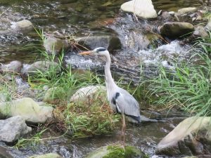 箱根湯本温泉 天成園 近くの川に珍しい鳥がいました