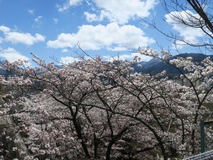湯田中温泉 この時期、桜が満開できれいでした