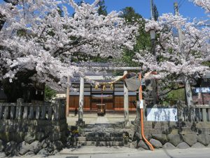 湯田中渋温泉 湯宮神社 桜が満開です