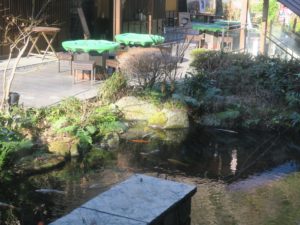 箱根湯本温泉 天成園 建物裏の庭園の池 錦鯉がきれいですね