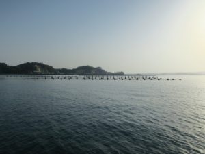 松島 カキの養殖場 松島湾一周観光船から撮影