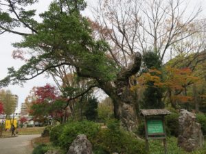 岐阜公園 オガタマの木