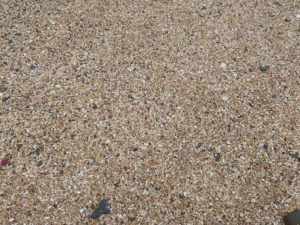 宮崎市 青島 島内は砂ではなく、貝殻が広がっています