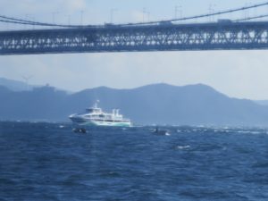 鳴門観光汽船 水中観潮船 アクアエディ号 大鳴門橋の下にわんだーなると号がいます
