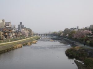 京都 鴨川 三条大橋方向を撮影 桜がきれいです
