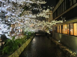 京都 高瀬川 木屋町通 夜桜がきれいです