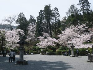 滋賀県大津市 三井寺 金堂の前の境内 桜がとってもキレイでした
