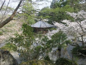 石山寺 三十八所権現社本殿からの景色 桜がきれいです