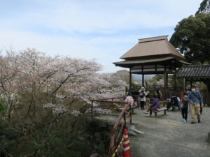 石山寺 月見亭 桜がきれいです