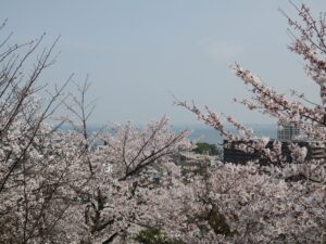 滋賀県大津市 三井寺 観音堂付近の展望台からの景色 琵琶湖と桜がきれいです