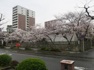 天孫神社 滋賀県庁から見た神社全景 桜がきれいです