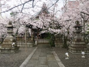 天孫神社 境内 桜がきれいです