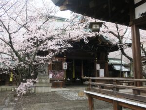 天孫神社 拝殿 桜がきれいです