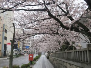 天孫神社の前の歩道 桜がきれいです