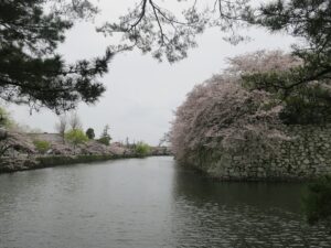 彦根城 お堀 桜がとってもキレイでした