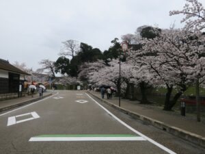 彦根城 表門手前 桜がとってもキレイでした