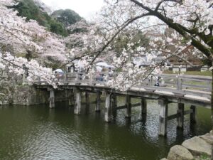 彦根城 表門に架かる橋 桜がとってもキレイでした