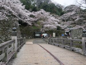 彦根城 表門 桜がとってもキレイでした