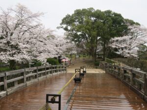 彦根城 天秤櫓に架かる橋 鐘の丸方向を撮影 桜がとってもキレイでした