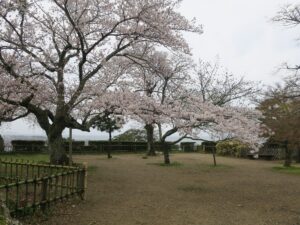 彦根城 本丸 桜がとってもキレイでした