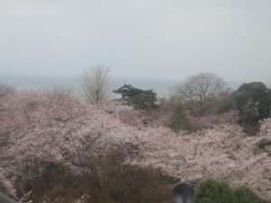 彦根城から見える桜と琵琶湖