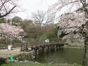 彦根城 大手門にかかる橋 桜がとってもキレイでした