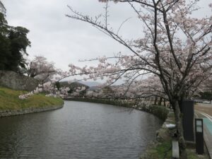 彦根城 お堀 大手門から正門方向を撮影 桜がとってもキレイでした