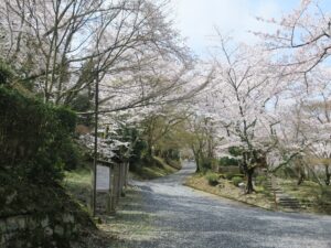滋賀県大津市 三井寺 観音堂への石段のふもと 桜がとってもキレイでした